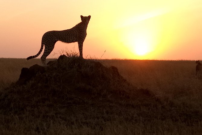 godsonadventures-plains2peaks Ltd - Tarangire National Park: Elephant Herds, Baobabs, and a 6-hour Game Drive