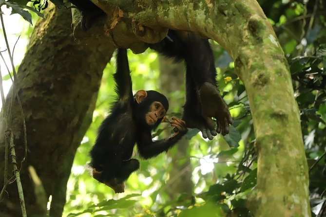 Gombe National Park Chimpanzee Trekking - Private guide time in the forest actually matters