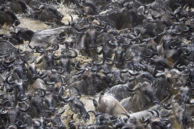 Great Migration Safari In Tanzania - Northern Serengeti for the Migration: Mara River Is the Big Hook