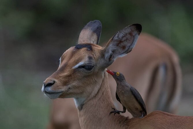 Great Migration Safari In Tanzania - Tarangire National Park: Elephants, Baobabs, and Predators