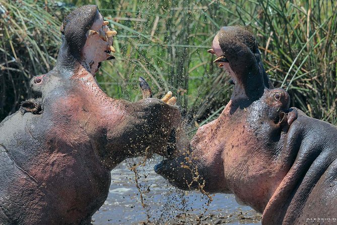 Group Safari 7 Days in Tanzania's Main Parks - Value and what $3,000 buys in Tanzania