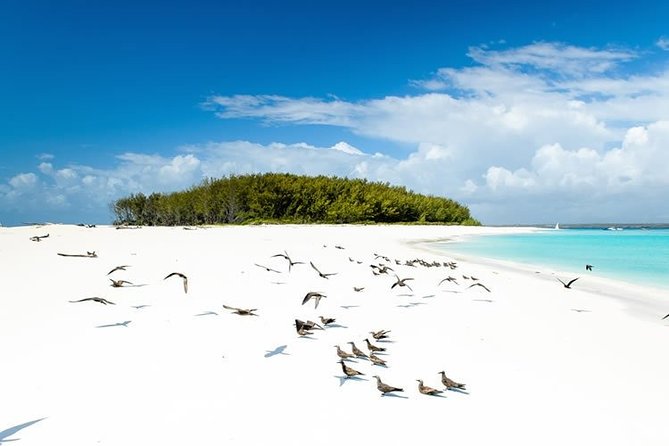 Half-Day Dolphin & Snorkeling Tour in Mnemba Island Zanzibar - Mnemba Island’s 8:00 am start and the value of a tight 3 hour window