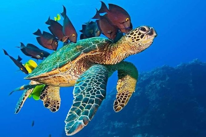 Half-Day Dolphin & Snorkeling Tour in Mnemba Island Zanzibar - The Coral Garden and why reef snorkeling feels different here