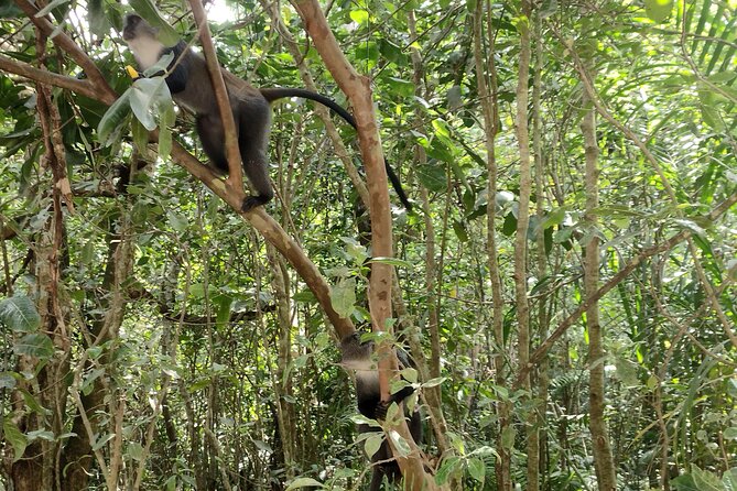 Half-Day Private Jozani Chwaka Bay Forest Tour in Zanzibar - Primate spotting at close range: colobus, bush babies, and more