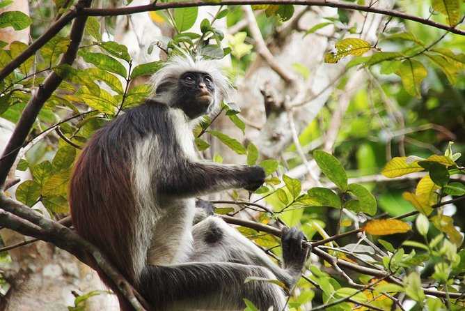 Half-Day Private Jozani Chwaka Bay Forest Tour in Zanzibar - Pickup, meeting point, and the one thing not to assume
