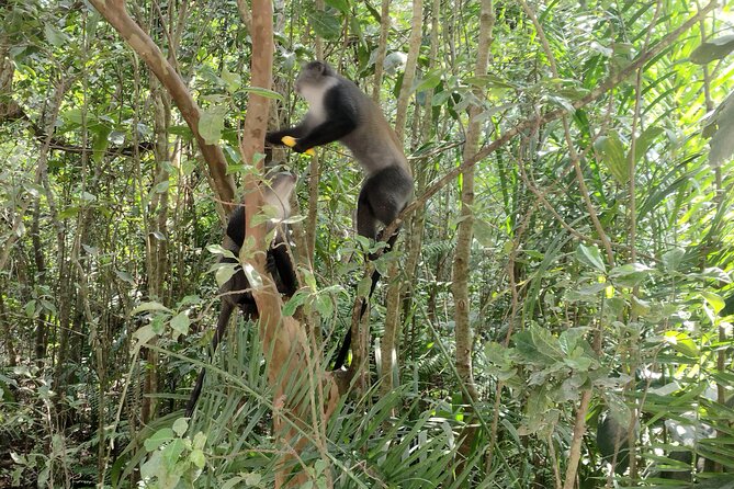 Half-Day Private Jozani Chwaka Bay Forest Tour in Zanzibar - Who this tour suits best in Zanzibar