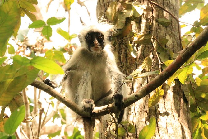 Half-Day Private Jozani Chwaka Bay Forest Tour in Zanzibar - The mangrove forest walk: where the “small stuff” becomes the story