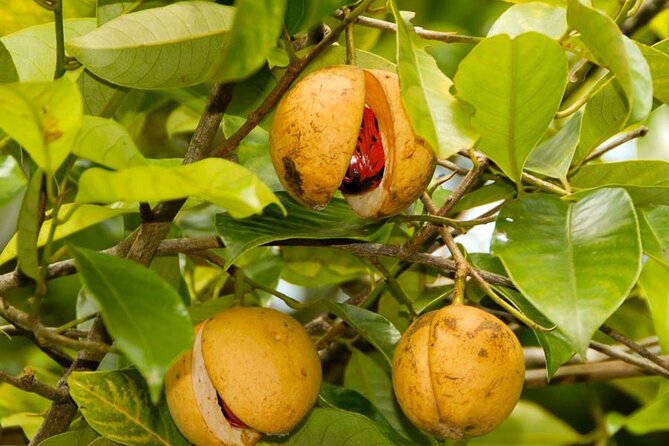 Half-Day Private Spice Tour in Kizimbani Farms, Zanzibar - The Scenic Drive From Zanzibar City Sets the Tone