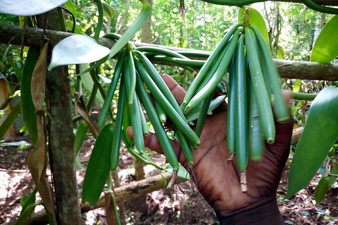 Half-Day Private Spice Tour in Kizimbani Farms, Zanzibar - Lunch and Fruits: What You Should Confirm Before You Assume