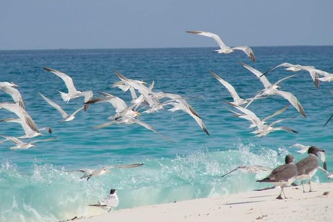 Half Day Zanzibar Mnemba Atoll Marine Reserve Snorkeling Tour - Snorkeling gear and the 30-second check that saves your day