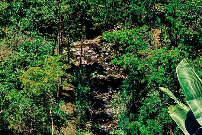 Hidden Arusha Waterfall, Coffee & Village Tour (All-Inclusive) - Price, tickets, and how to budget your day