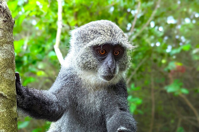 Hidden Arusha Waterfall, Coffee & Village Tour (All-Inclusive) - Coffee production on Mount Meru: bean picking to fire-brewed cup