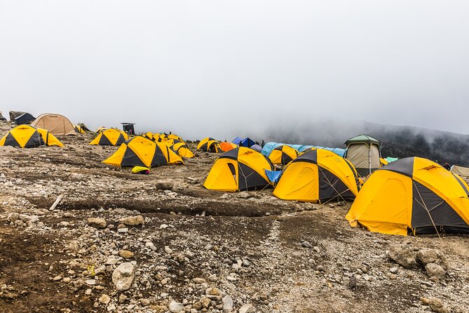 Hiking Mt Kilimanjaro 7 days scenic route & moderate challenge - Day 2 to Shira Plateau (3840m): Forest Up, Moorland Alongside Views