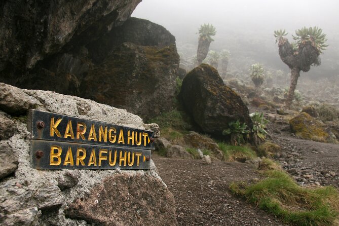 Hiking Mt Kilimanjaro 8 days, the most scenic route up Kili - Lava Tower, Shark’s Tooth, Arrow Glacier, and Barranco Hut on Day 4