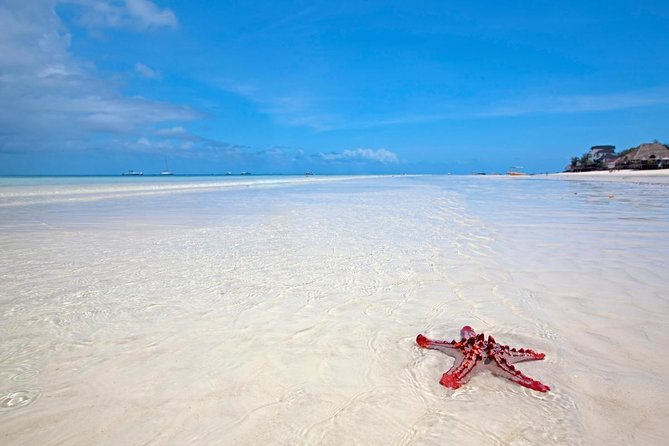 Horse Ride + Swimming with Turtles in Aquarium at Nungwi Beach - Key highlights worth knowing before you go