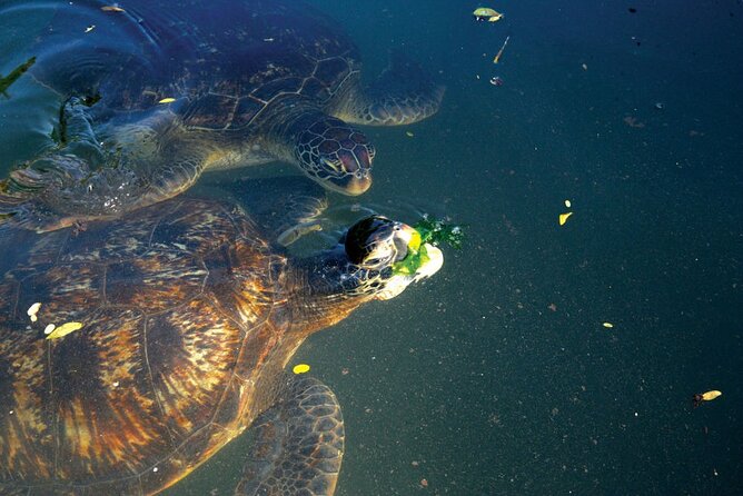 Horse Ride + Swimming with Turtles in Aquarium at Nungwi Beach - Price and value: is $150 a fair deal here?
