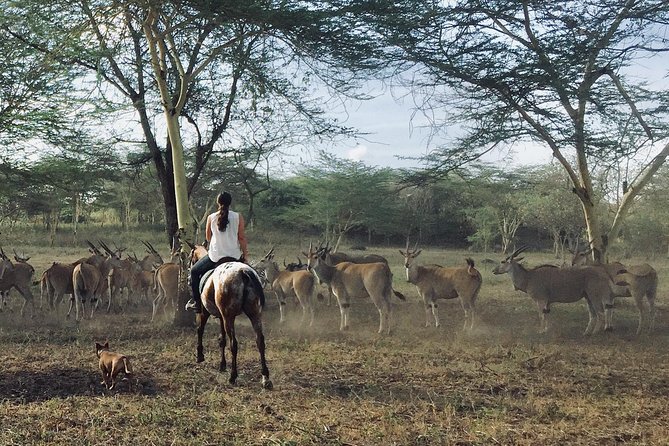 Horse safaris in Tanzania - Timing Matters: Morning vs Afternoon and the Mt Meru Factor
