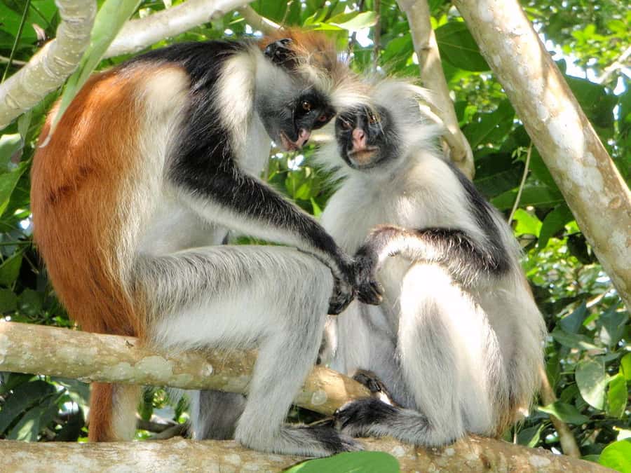 Joazani forest & Spice farm with lunch - What the Forest Walk Teaches You About Flora and Fauna