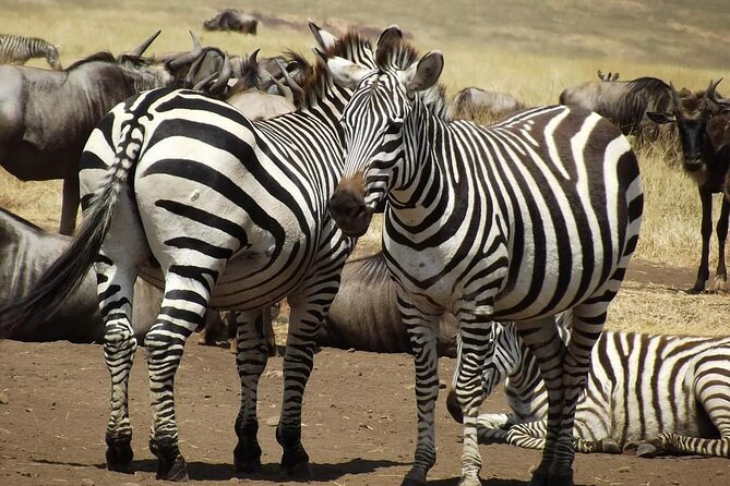 Joining Safari from Mwanza - Key takeaways before you picture your days