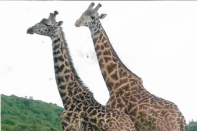 Joining Safari from Mwanza - Mwanza to Serengeti in three days: what you gain, what you trade