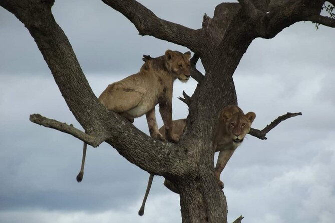 Joining Safari from Mwanza - Day 2 central Serengeti: Seronera river cat country and longer tracking time