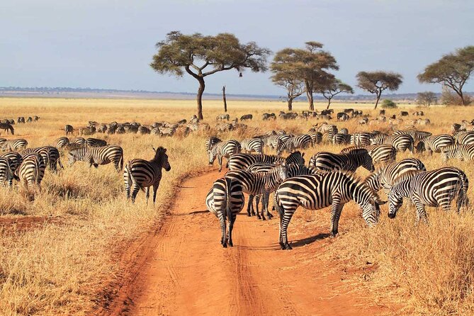 Joining Safari from Mwanza - Wildlife beyond the headlines: Big Five talk, plus the Small Five mindset