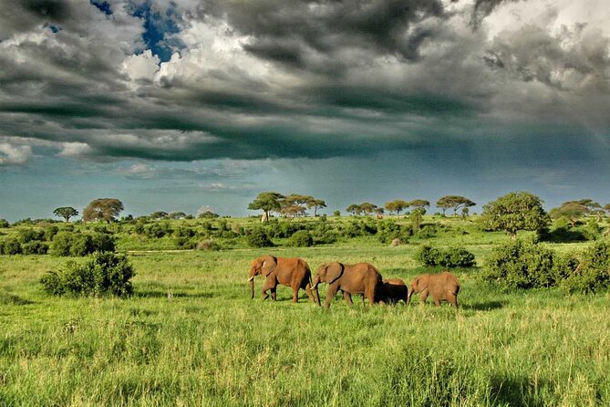 Joining Safari from Mwanza - Guide quality is the real multiplier in Serengeti