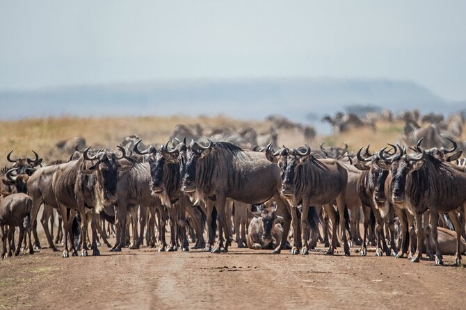 Joining Safari from Mwanza - Price and value: is $920 per person a smart deal for three days?