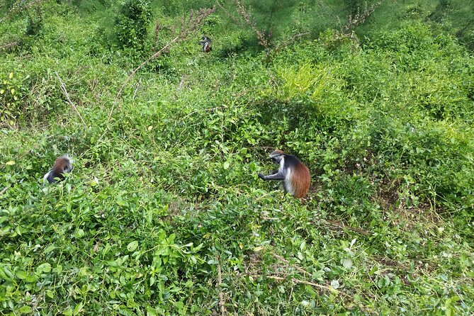Jozani Forest - Why Jozani Forest is Zanzibar’s easiest wildlife win