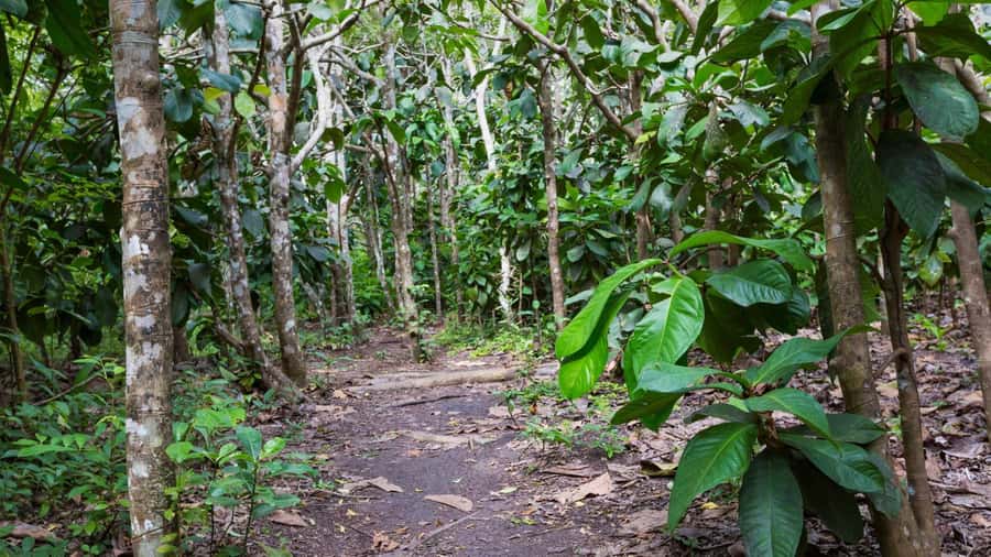 Jozani Forest, kuza cave and mtende beach - Languages, timing, and who this day trip suits best
