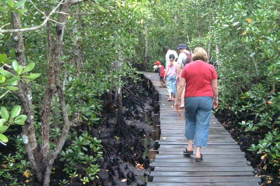 Jozani Forest, kuza cave and mtende beach - Red colobus and the rest of the park: manage expectations