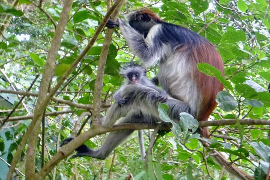 Jozani Forest, kuza cave and mtende beach - Mtende Beach: photos, sea air, and a simple wrap-up
