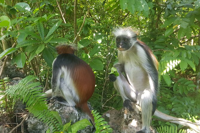 Jozani Forest, Kuza Cave, Paje Beach and The Rock Restaurant - A full day in Zanzibar City, planned around four real highlights
