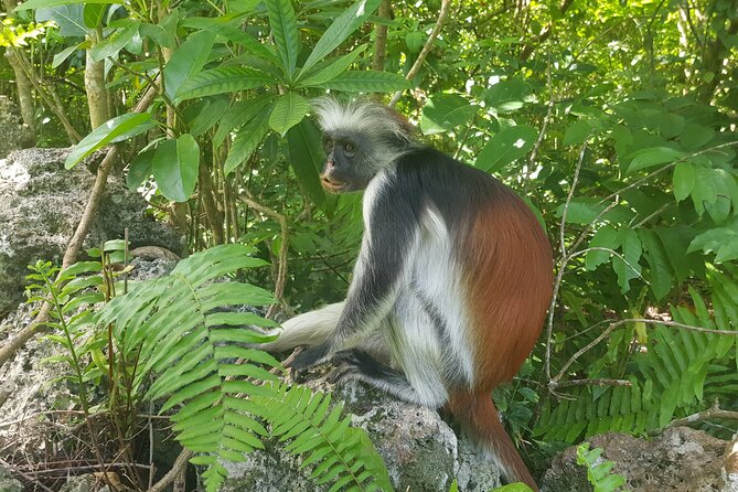 Jozani Forest, Kuza Cave, Paje Beach and The Rock Restaurant - The Rock Restaurant Zanzibar, photo time and the smartest lunch plan