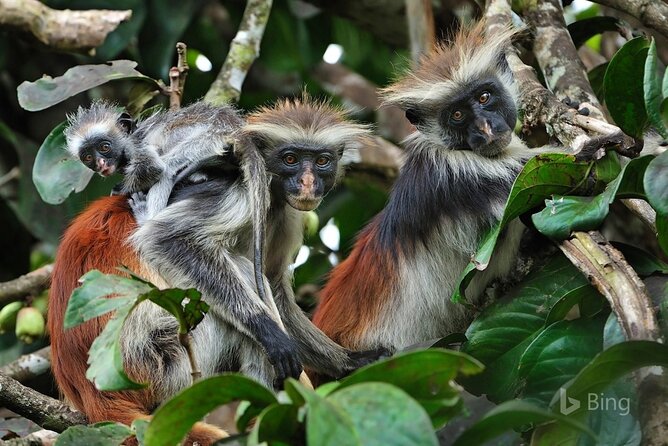 Jozani Forest Kuza Cave The Rock Restaurant and Paje Beach - Key highlights before you go