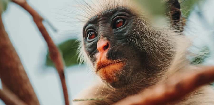 Jozani Forest & Paje Beach Trip with The Rock Restaurant - A 6-hour Zanzibar escape built around monkeys, sand, and views