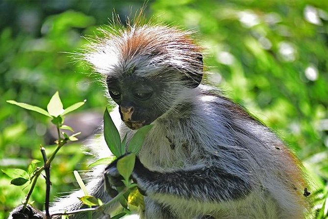 Jozani Forest Reserve Half-Day Guided Tour from Zanzibar - Getting to Jozani: Hotel Pickup That Sets the Pace
