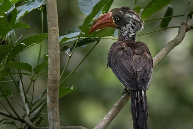 Jozani Forest Reserve Half-Day Guided Tour from Zanzibar - Why This Tour Feels Private and Actually Worth It