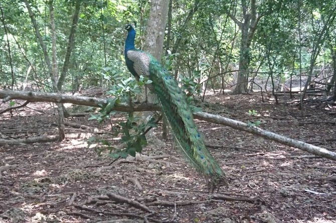 Jozani Forest Reserve Half-Day Guided Tour from Zanzibar - What the 3-Hour Schedule Feels Like on the Ground