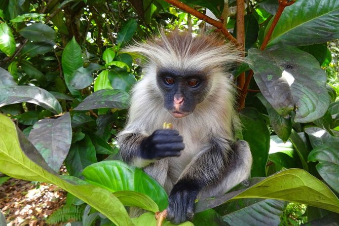 Jozani Forest Reserve Half-Day Guided Tour from Zanzibar - Tips for Choosing Morning vs Afternoon