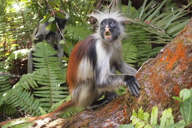 Jozani Forest Reserve Half-Day Guided Tour from Zanzibar - What to Bring (and What to Wear) for a Comfortable Walk