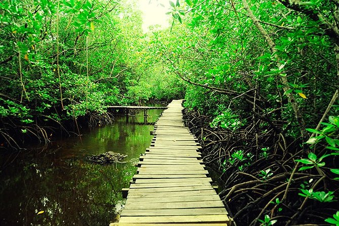 Jozani Forest Reserve Half-Day Guided Tour from Zanzibar - Who This Tour Suits Best