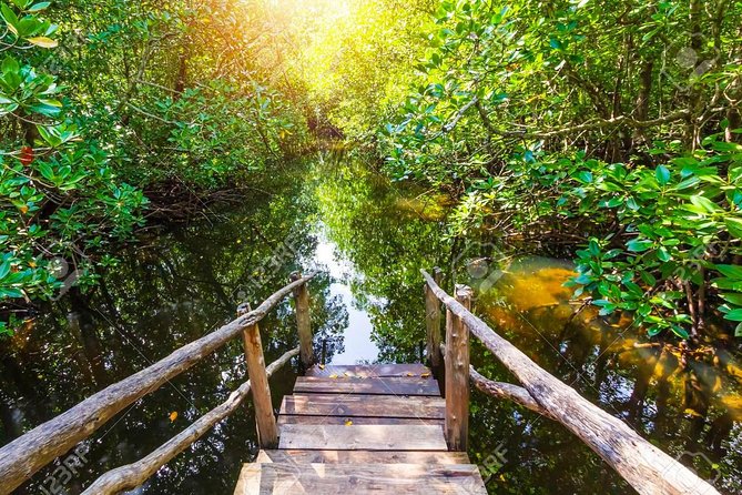 Jozani Forest Reserve Half-Day Guided Tour from Zanzibar - Mangrove Boardwalk: Tide-Dependent Wildlife Without the Mud