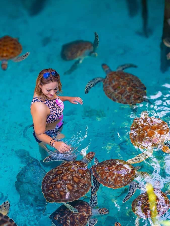 Jozani Forest, Sea Turtles, Blue Lagoon, Starfish & The Rock - How this 9-hour itinerary moves, stop by stop