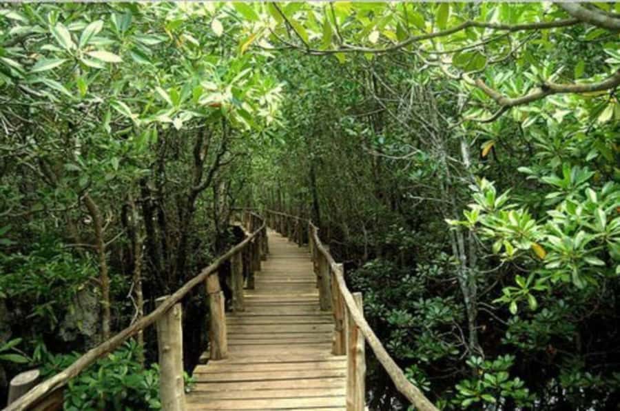 Jozani Forest, Sea Turtles, Blue Lagoon, Starfish & The Rock - Who this tour suits best (and who may want a different plan)