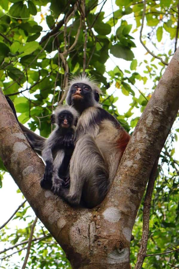 Jozani Forest, Sea Turtles, Blue Lagoon, Starfish & The Rock - Jozani Forest: red colobus monkeys and mangrove country