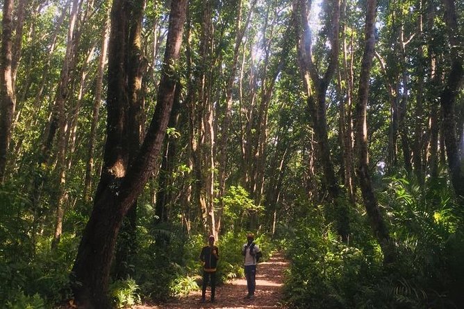 Jozani Forest Tour - Price and logistics: is $48 good value?