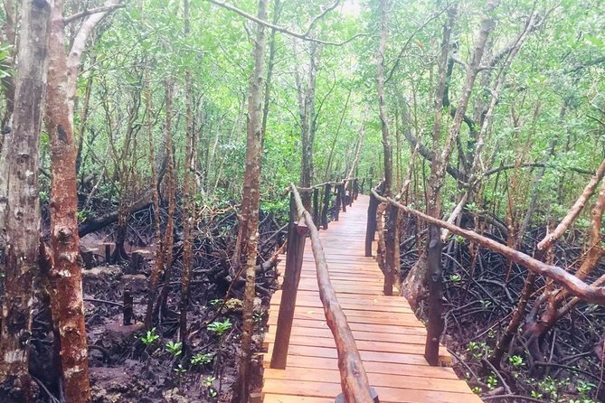 Jozani Forest Tour - What to expect inside the forest reserve