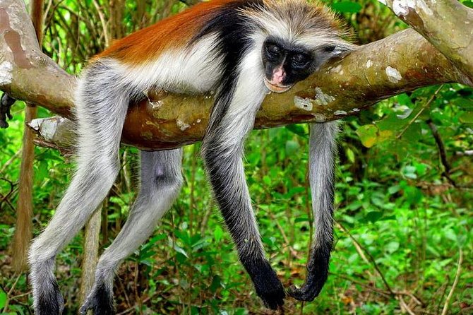 Jozani forest tour + Spice Tour - A Half-Day Escape With a Clear Plan From Pickup to Lunch