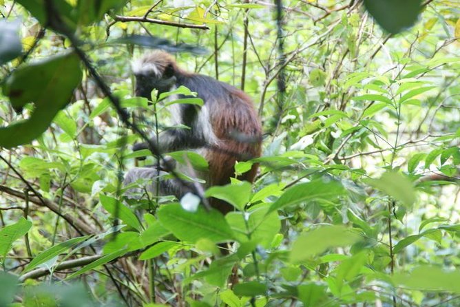 Jozani forest tour + Spice Tour - Spice Farm at Jambo: Lunch, Fruit Tastes, and Why Zanzibar Is Called the Spice Island